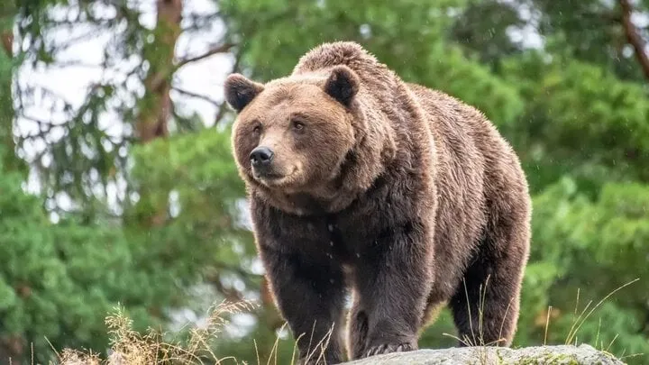 What is a Bear Flag?